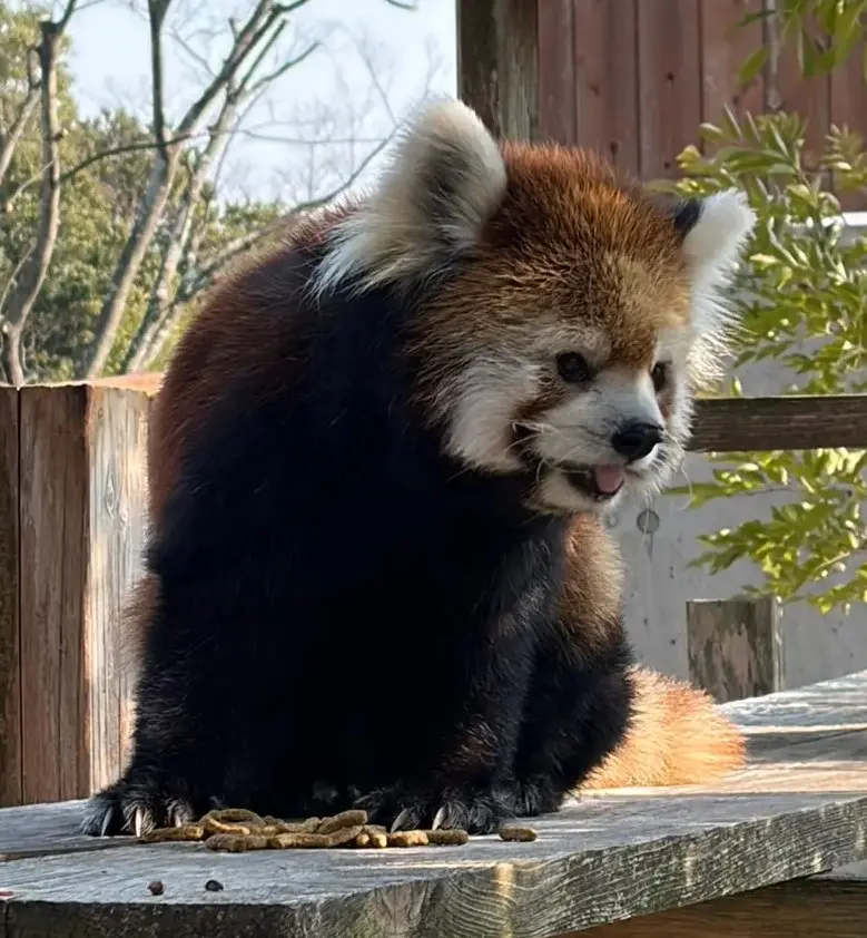 Red panda Marimo